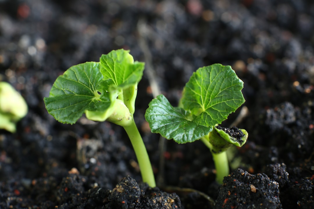 Photo Soil, plants