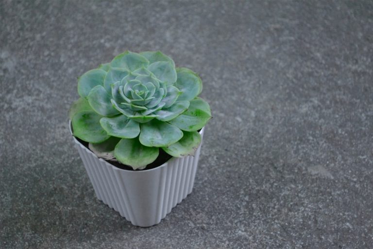 Photo Succulent plant