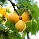 Apricot trees from seeds