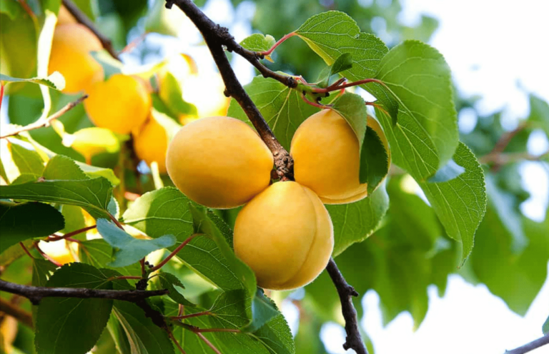 Apricot trees from seeds