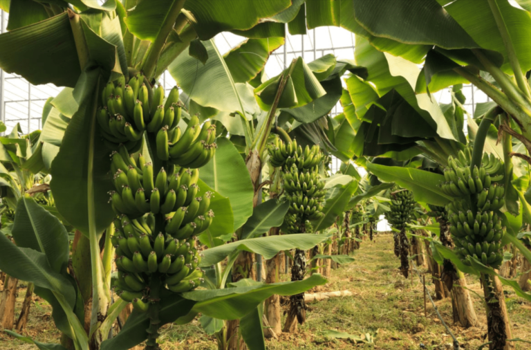 Banana Plants