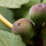 Brown Turkey Figs Tree