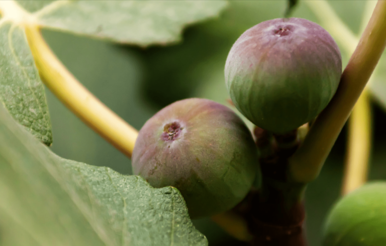 Brown Turkey Figs Tree