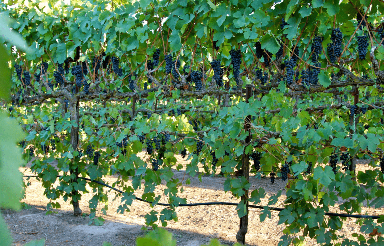 Growing Grapes in Raised Beds