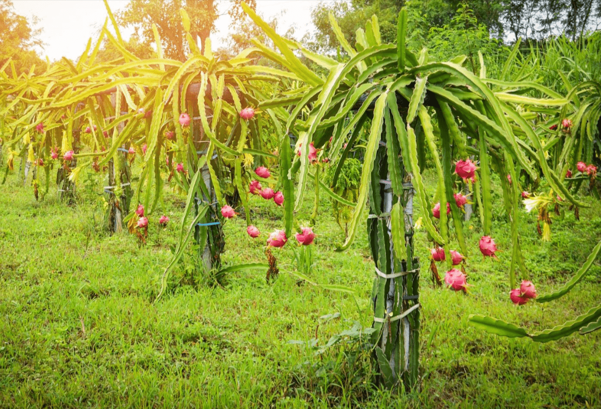 Growing Dragon Fruit