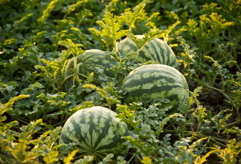 Sugar Baby Watermelons