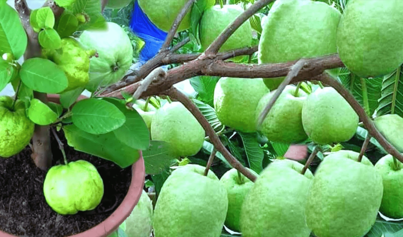 Thai White Guava Trees