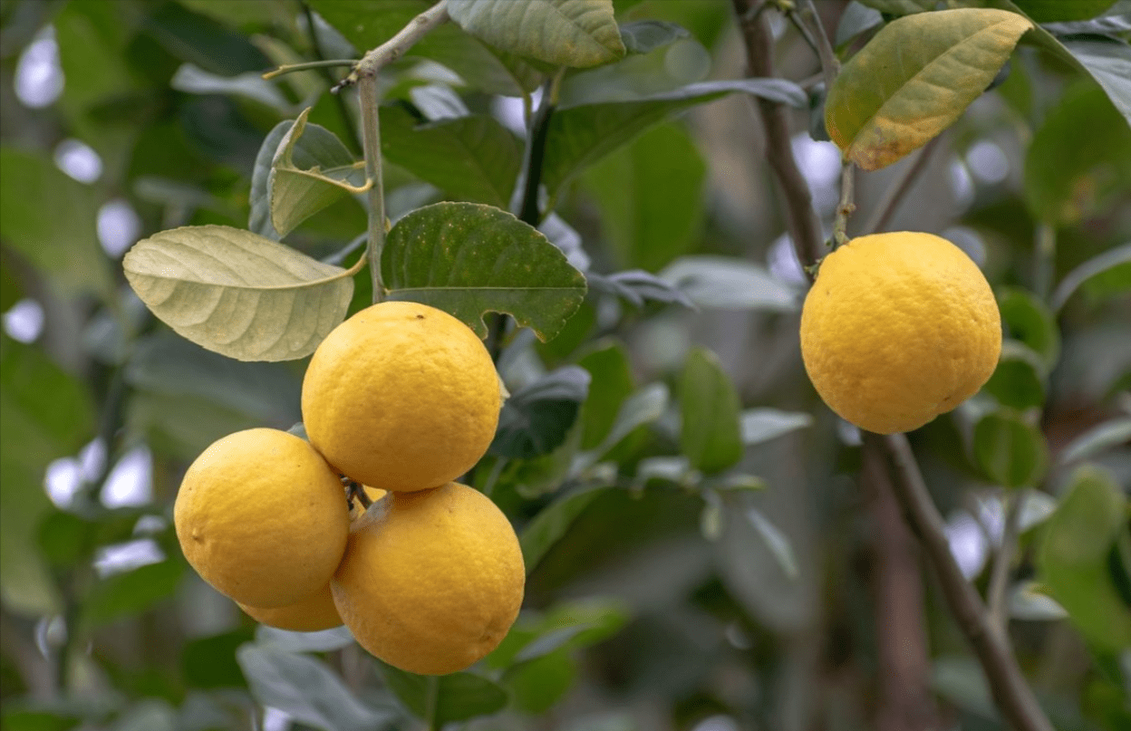 Yuzu Tree